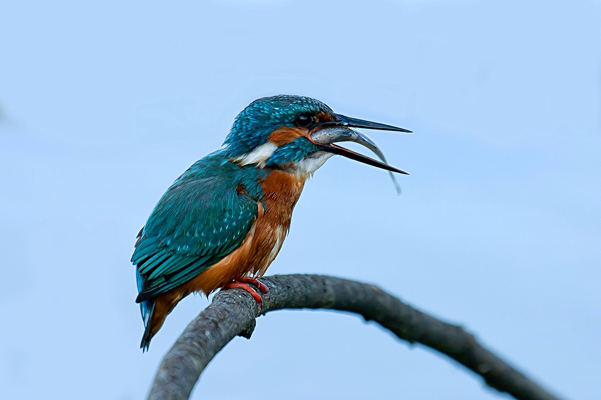 Kingfisher 2013