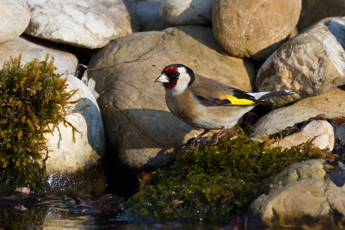 Goldfinch