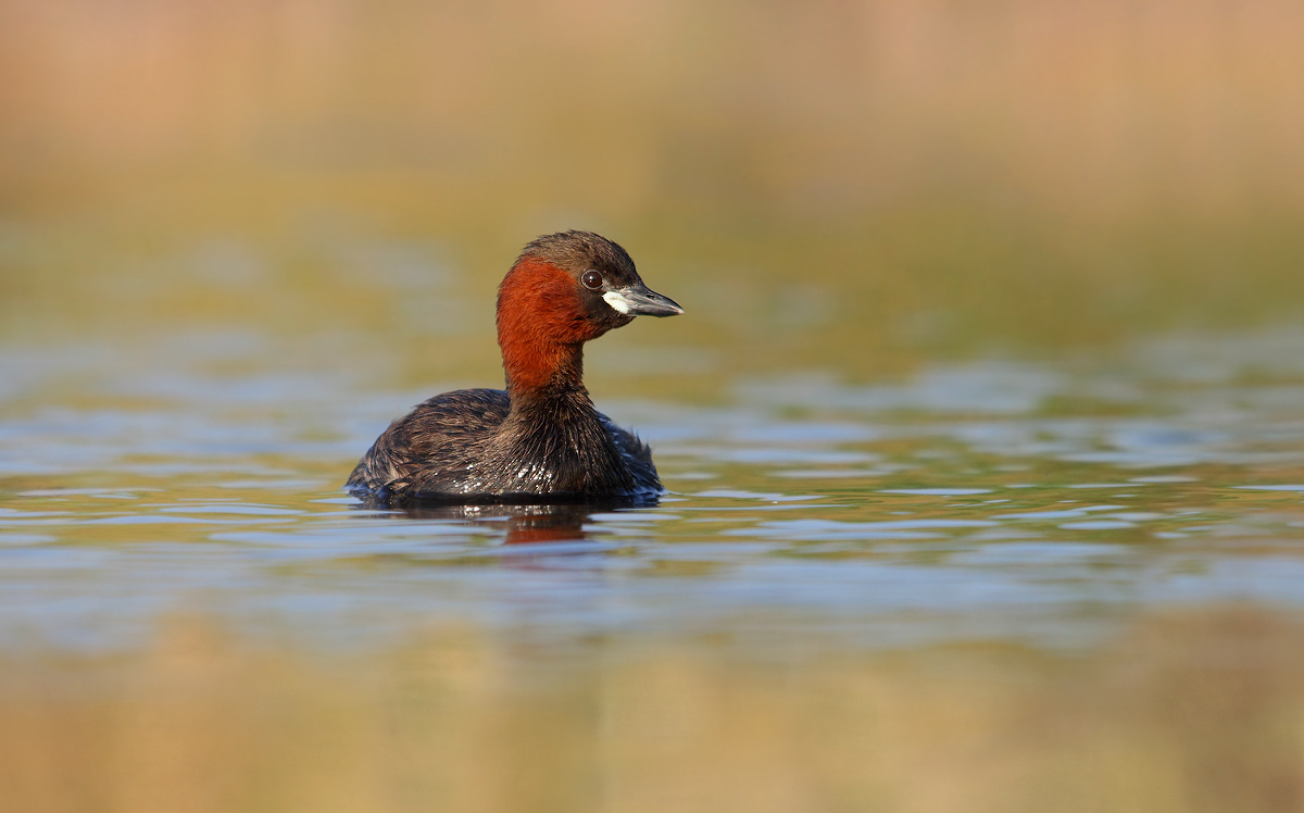 Little Grebe