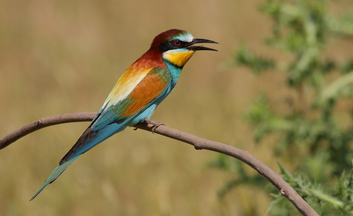 bee-eater