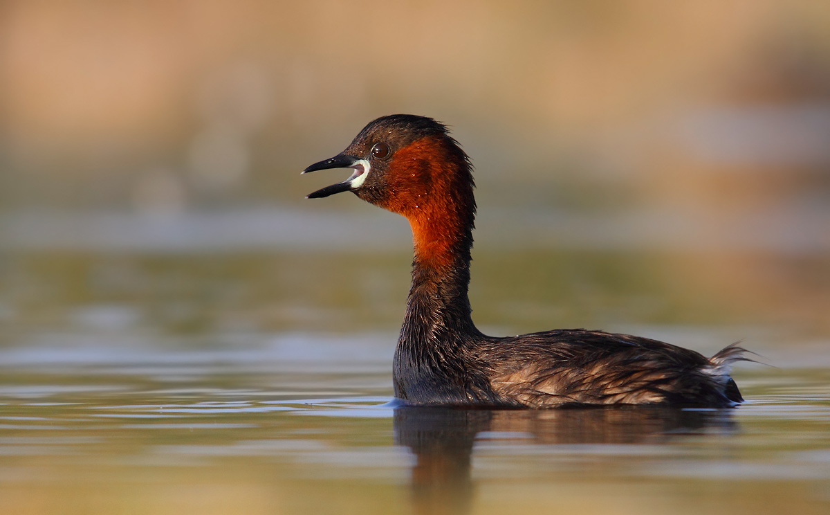Little Grebe