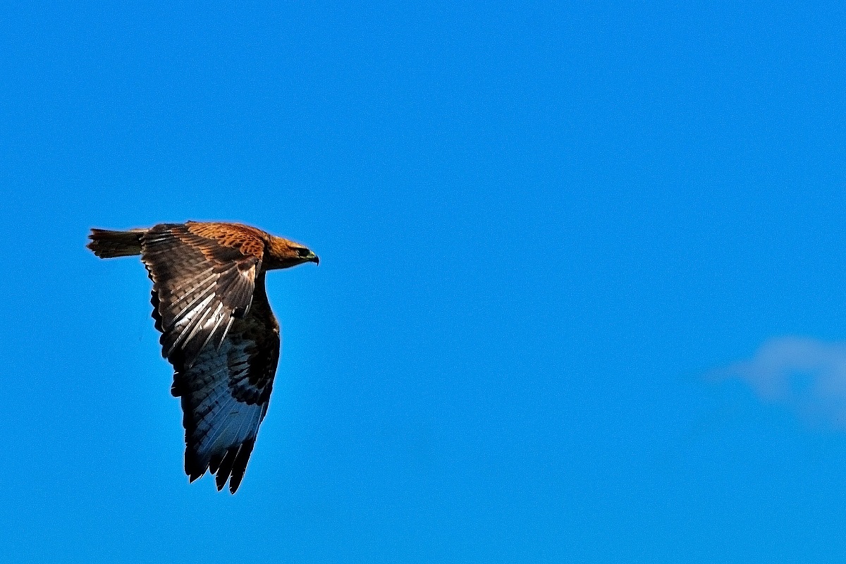 Buzzard