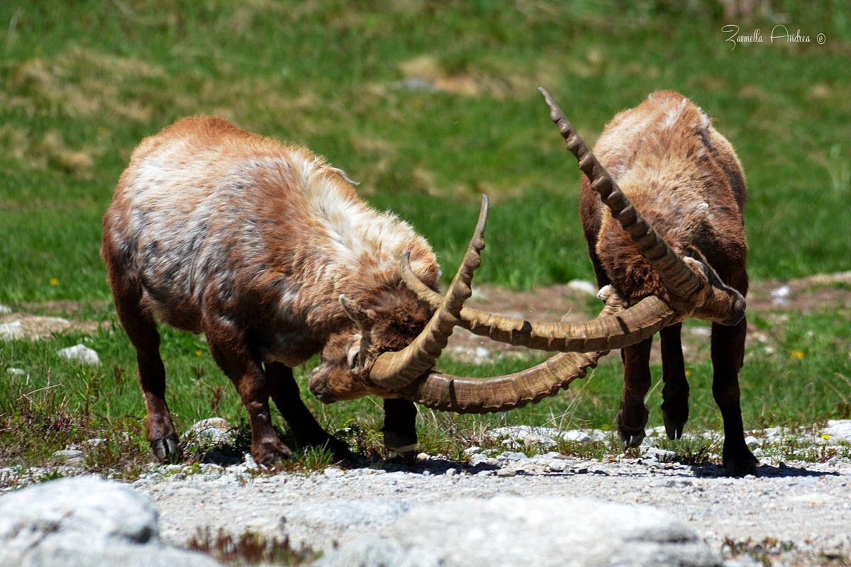 so as not to lose the habit