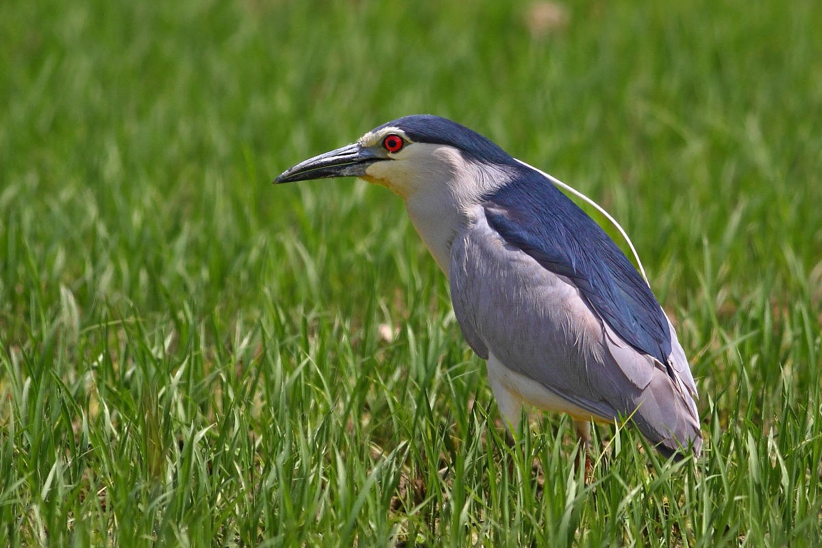 Night Heron