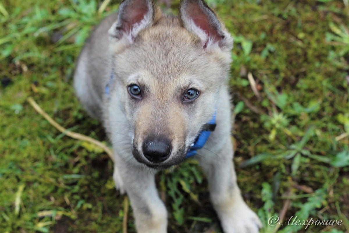 Strapazzami di coccole