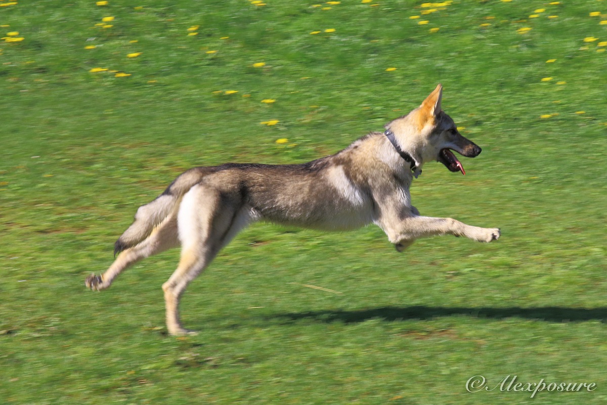 Balto in panning