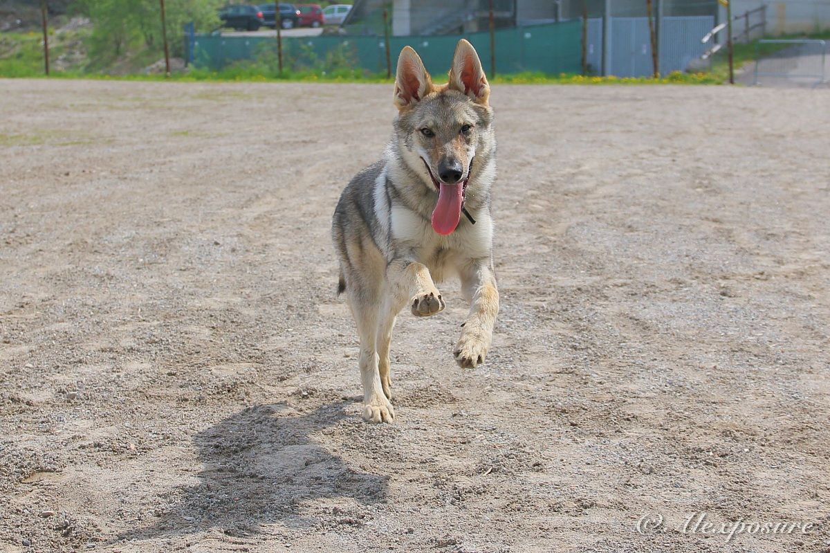 Arriiiivooo paaapiiiii