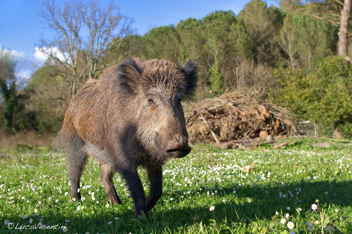 un cinghiale vicinissimo!
