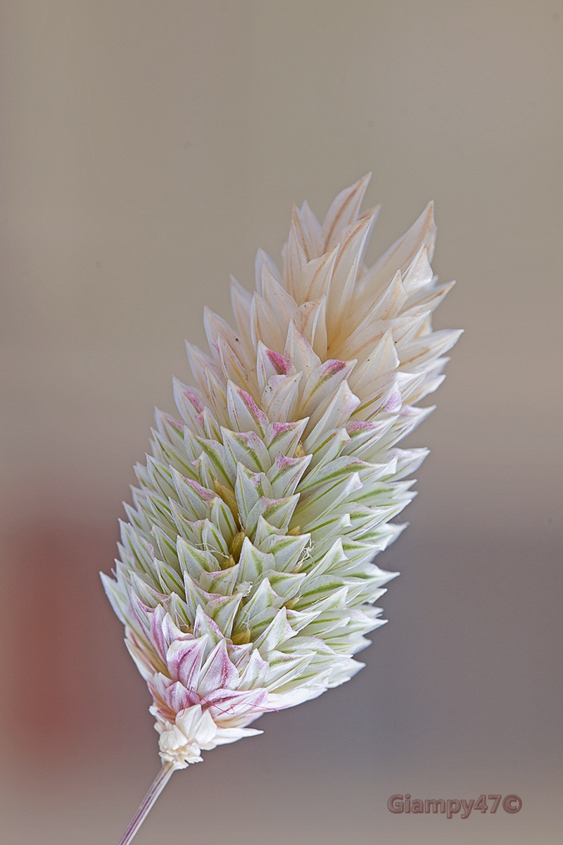 graminacea quasi tricolore