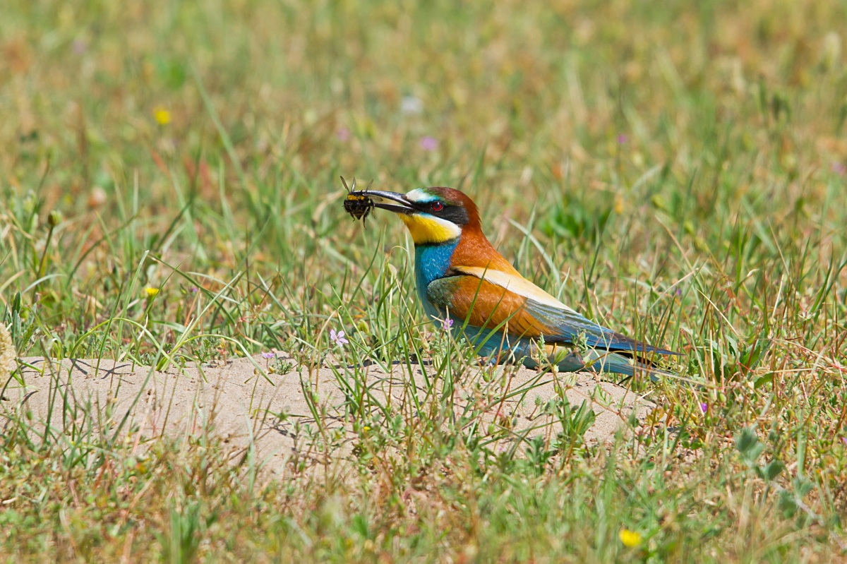 Bee-Eater