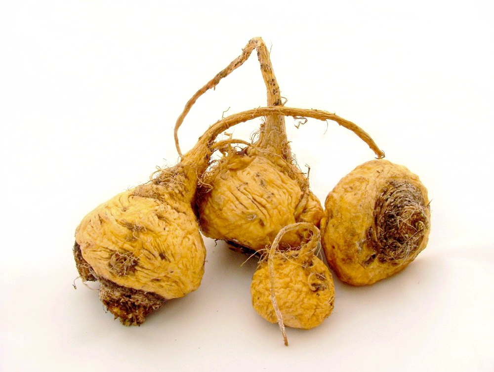 Il ginseng delle Ande