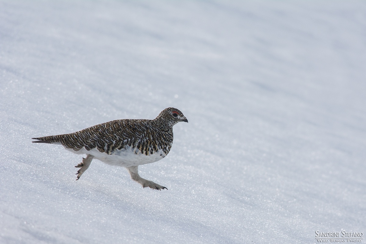 Partridge's leap of female