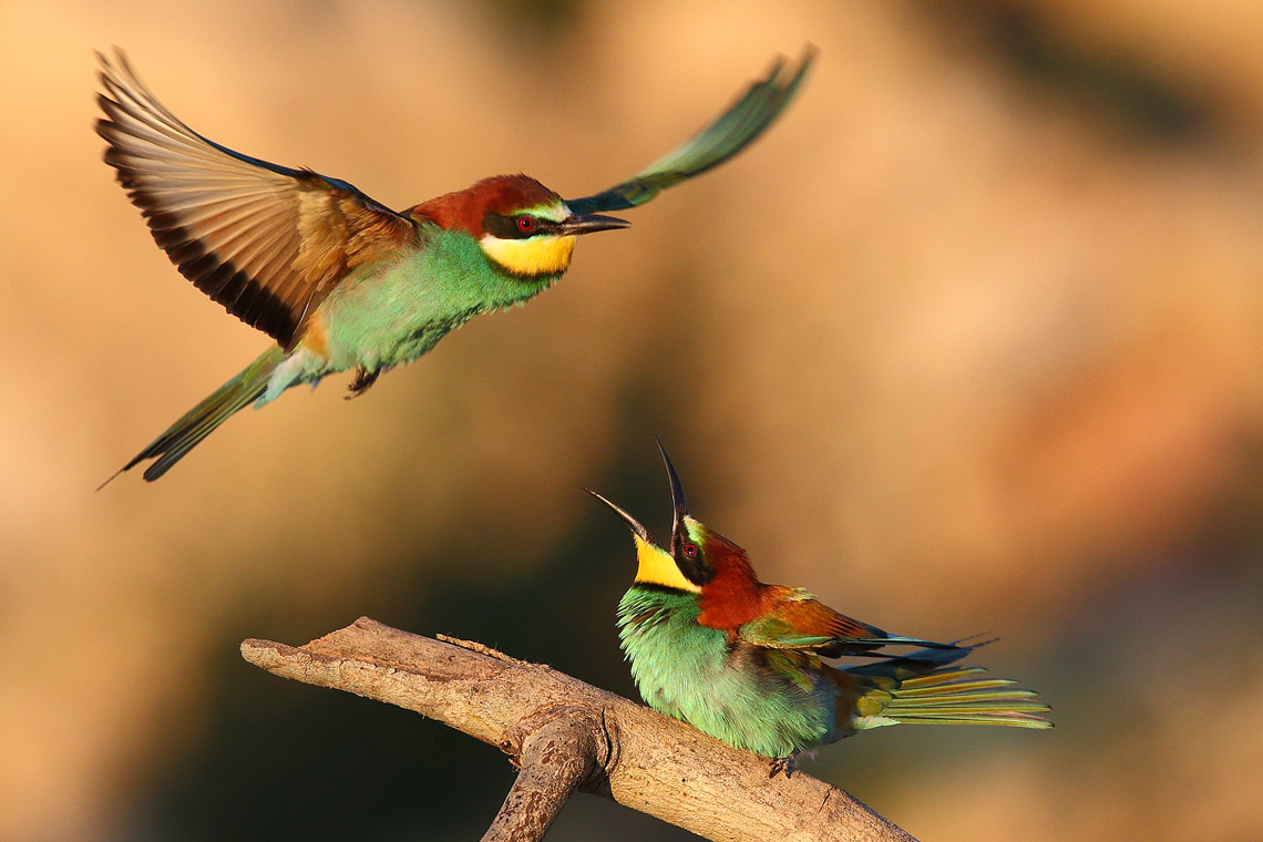 Still bee-eaters