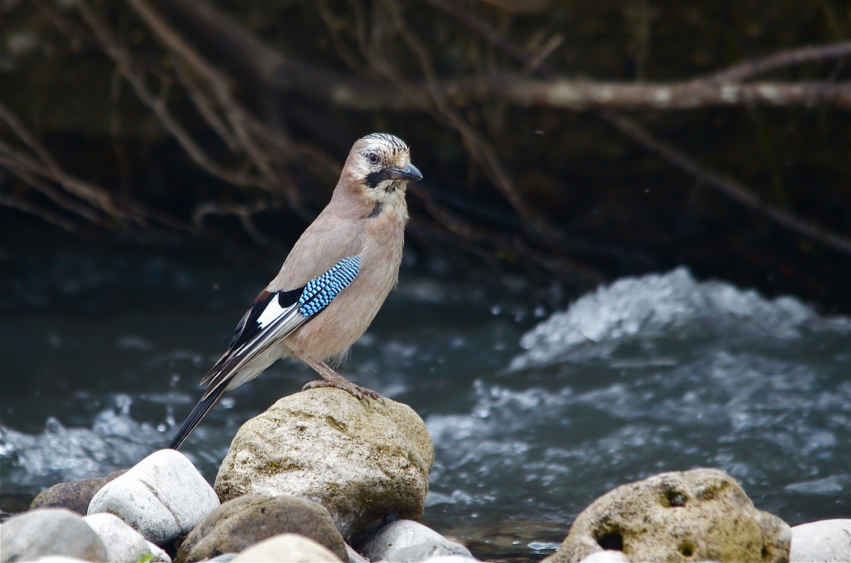 La sentinella dei boschi - ghiandaia