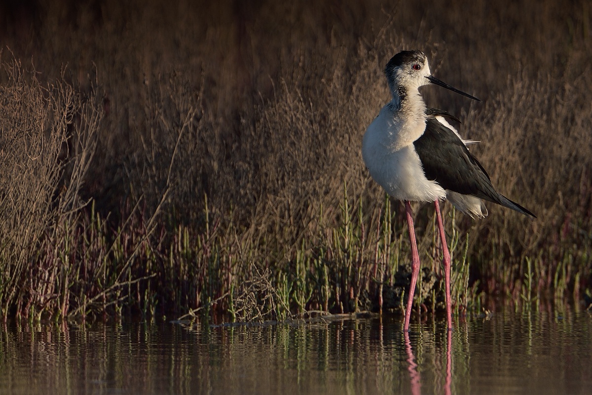 Cavaliere alle prime luci