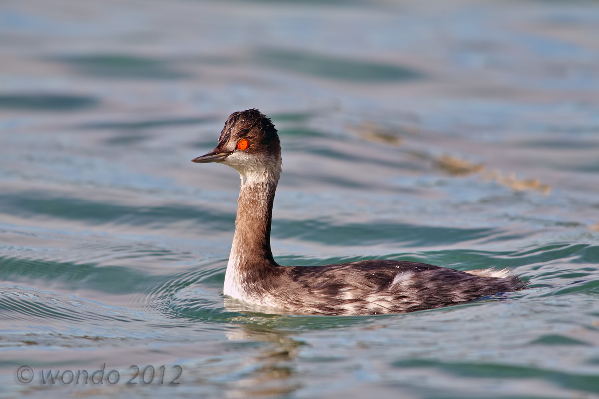 Podiceps nigricollis (Black-necked Grebe)
