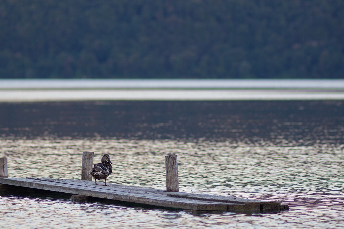 Sfilando sulla passerella...