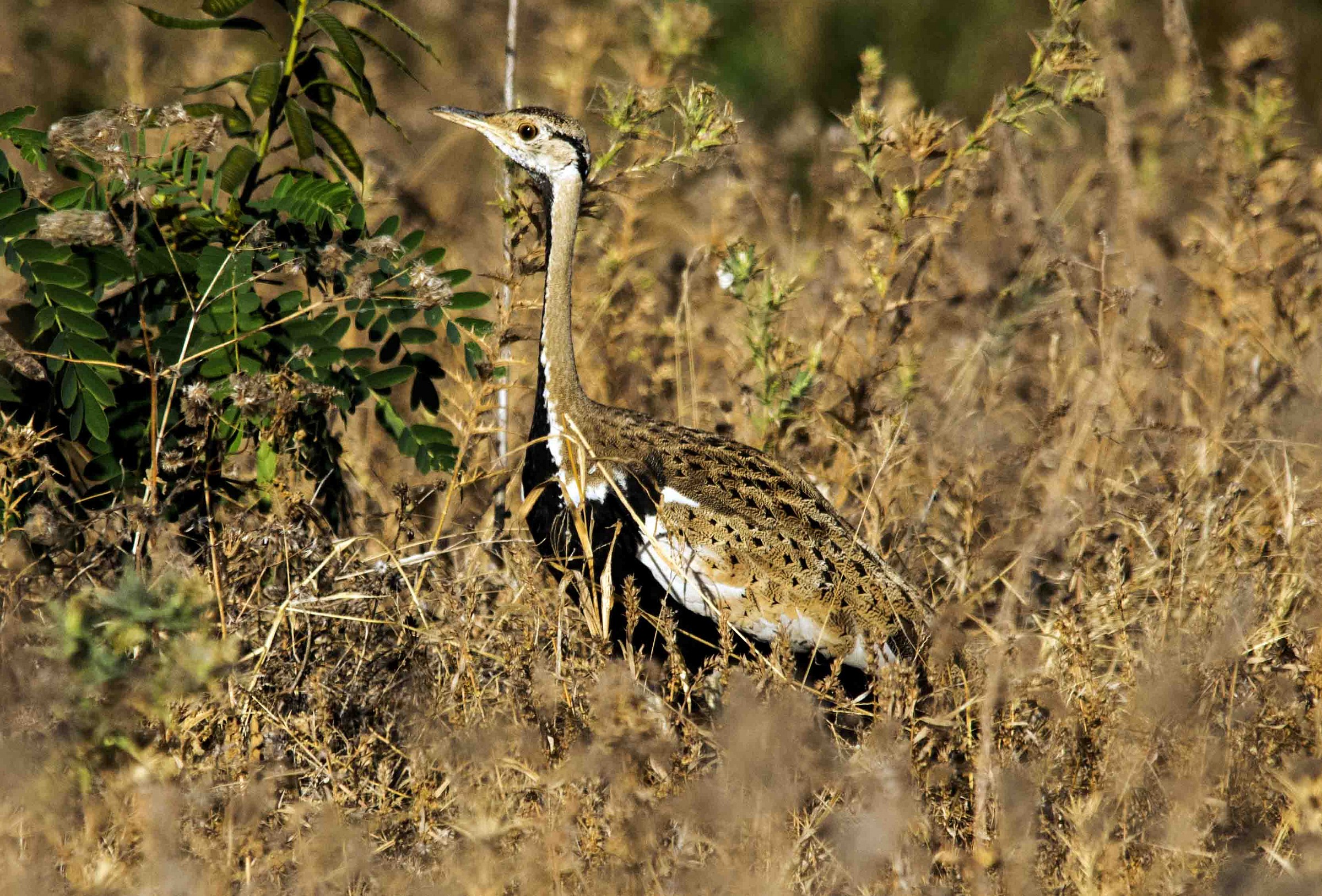 Lissotis melanogaster