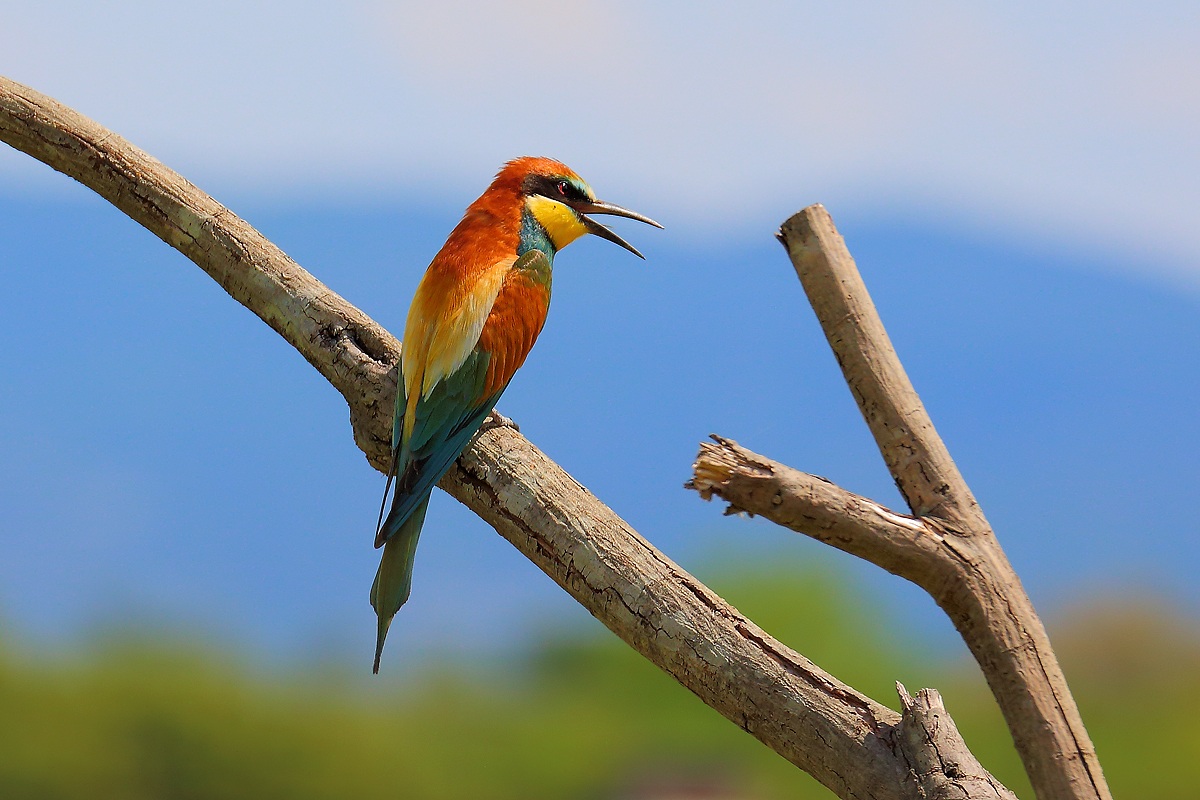 Bee-Eater