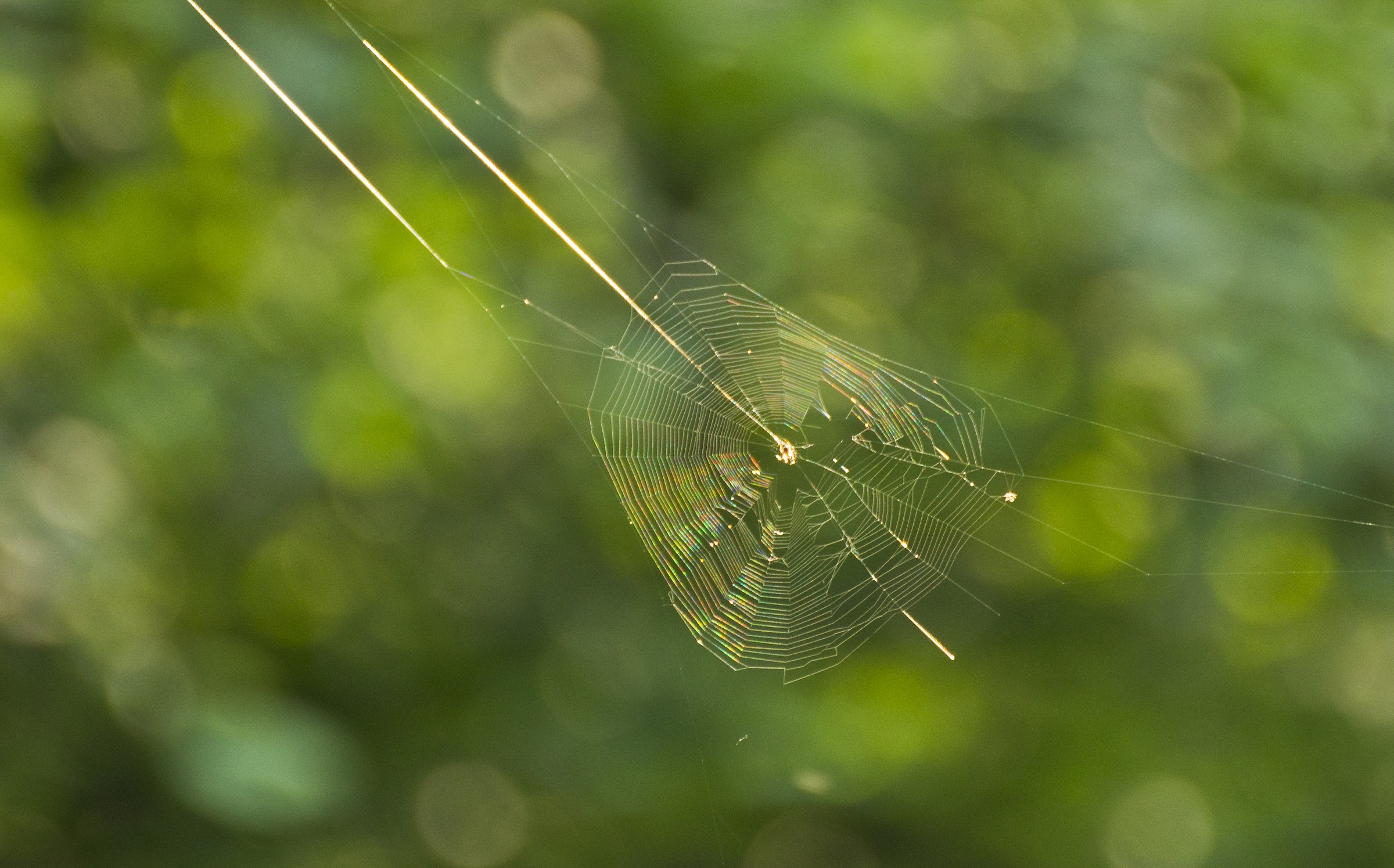 spider web
