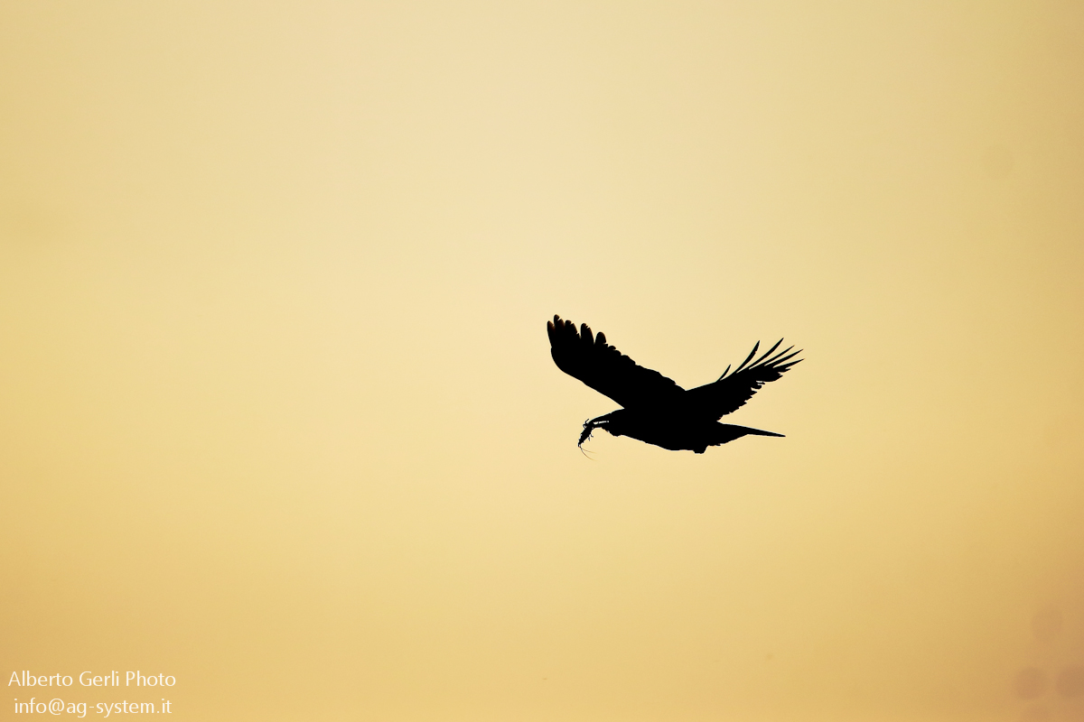 Cattura in controluce