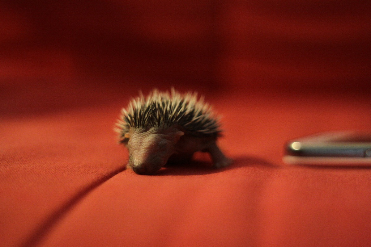 My little hedgehog