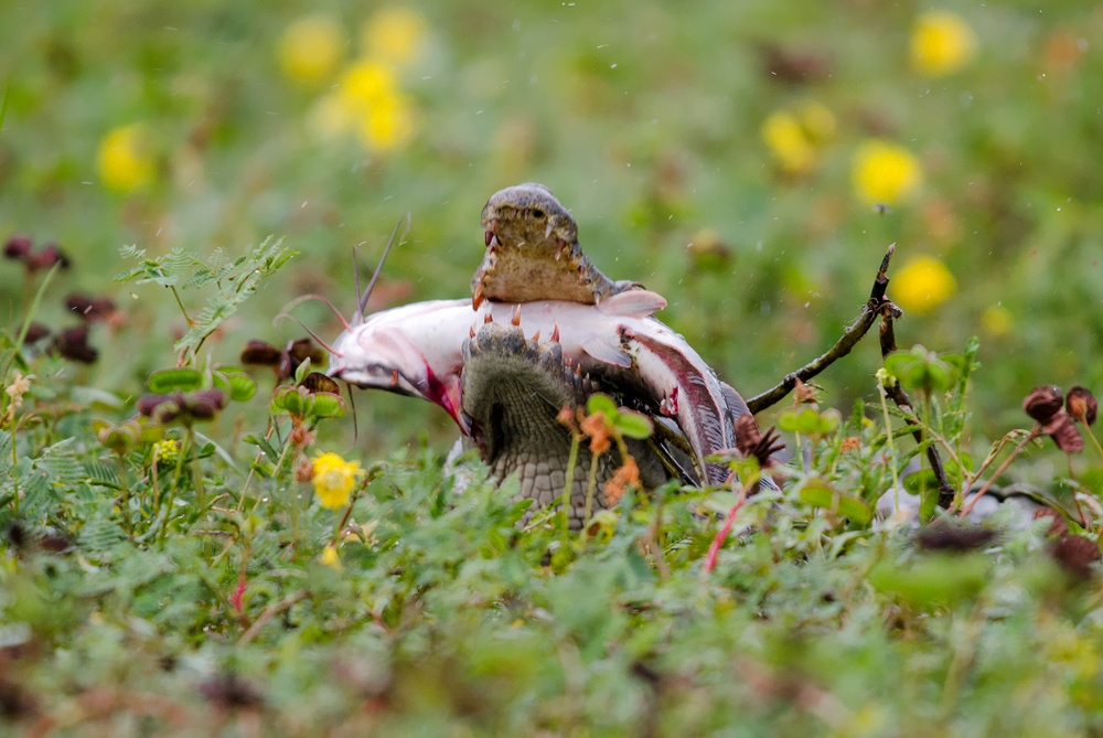 crocodile and catfish