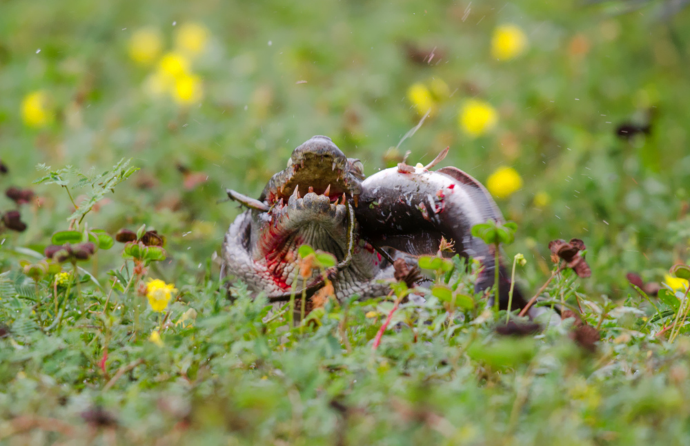 coccodrillo e pesce gatto