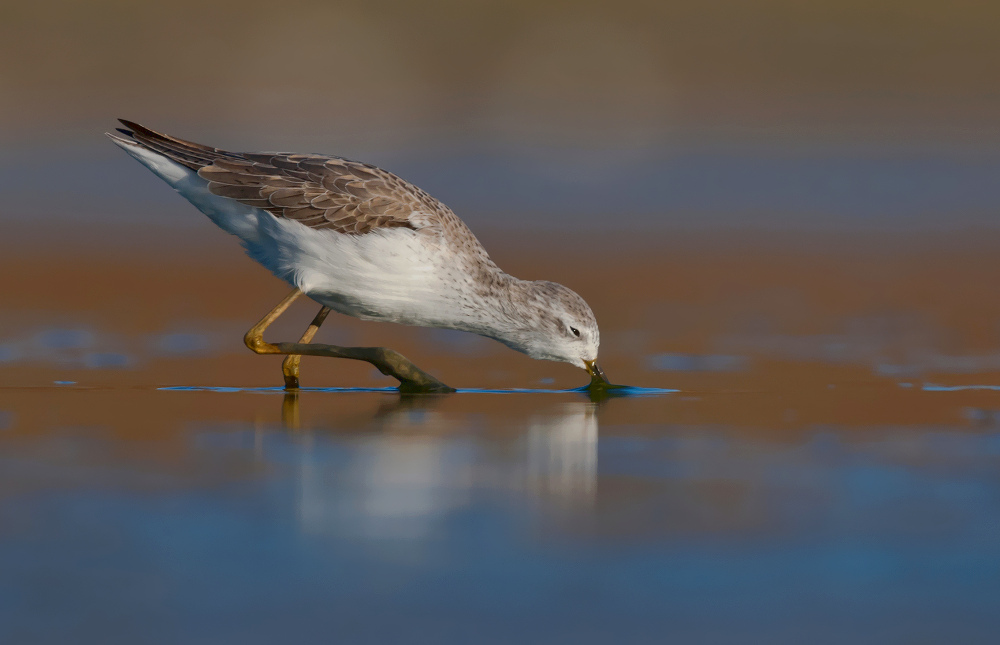 palude Sandpiper
