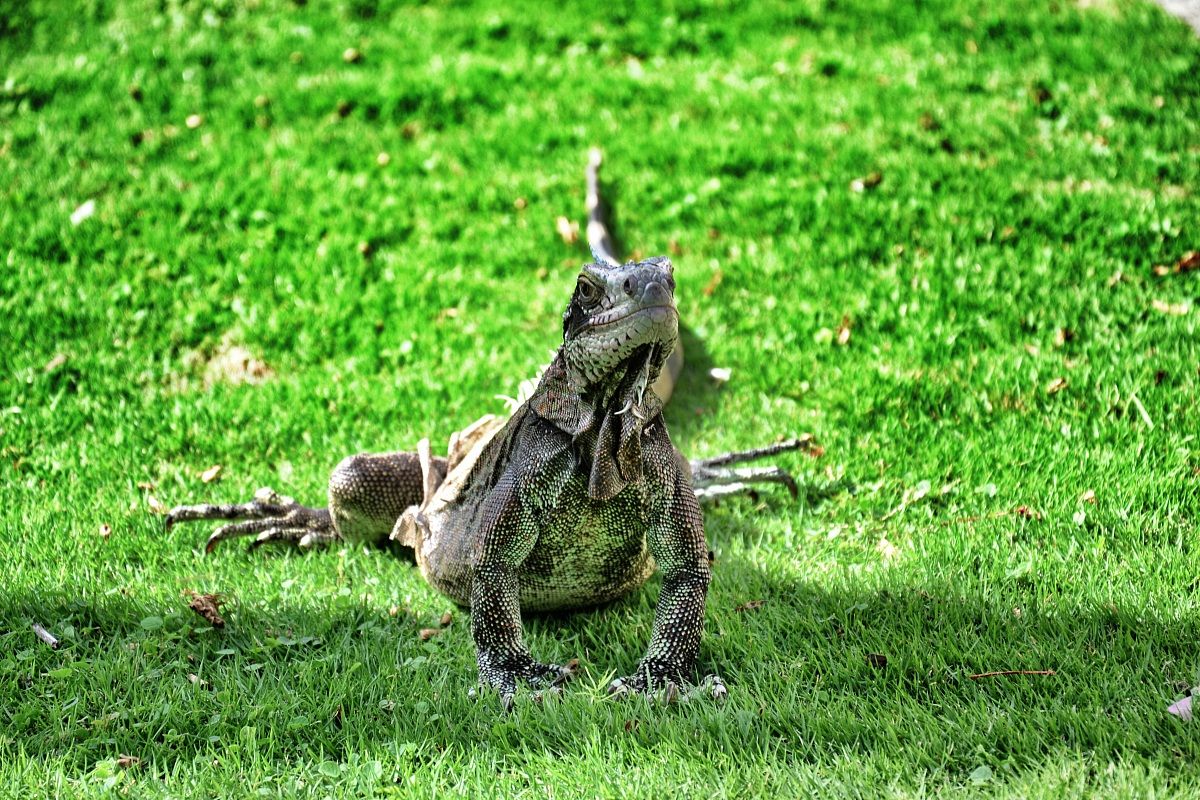 Iguana - St. John's - u.s. Virgin Islands