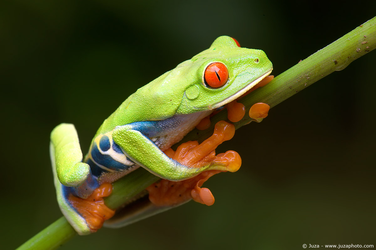 Agalychnis callidryas (Rana dagi Occhi Rossi), 010752