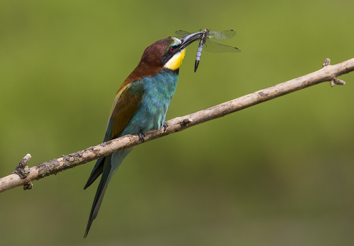 Gruccione con libellula fulva