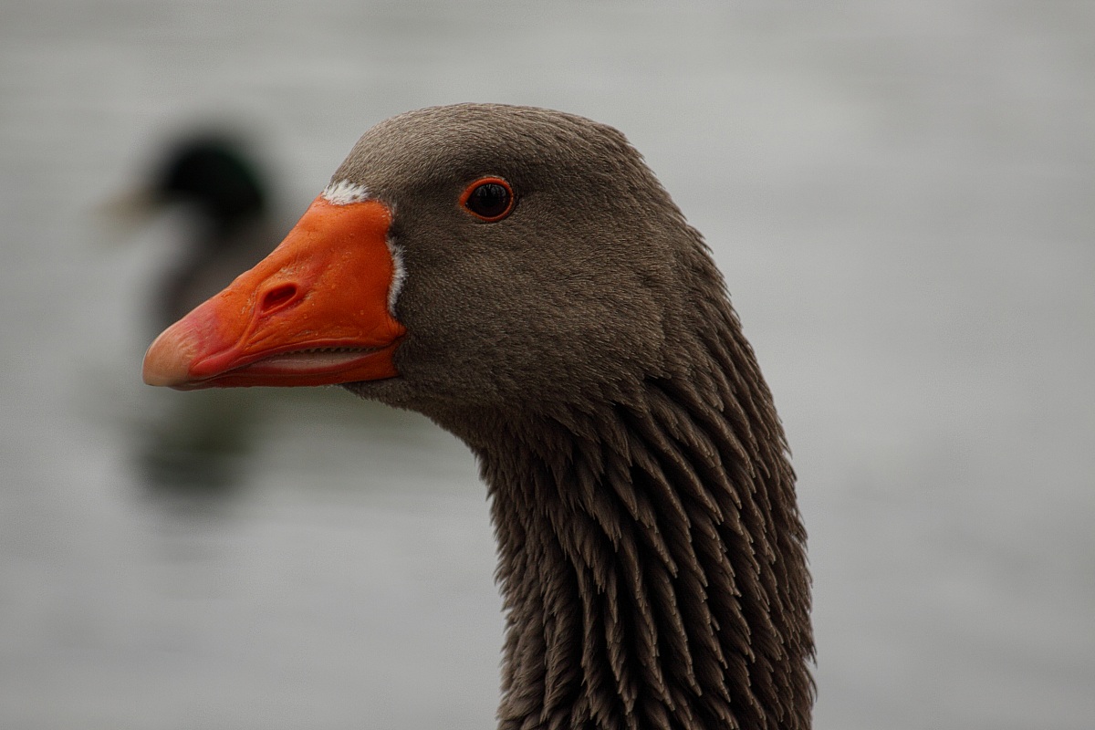 Hey man take me to photo