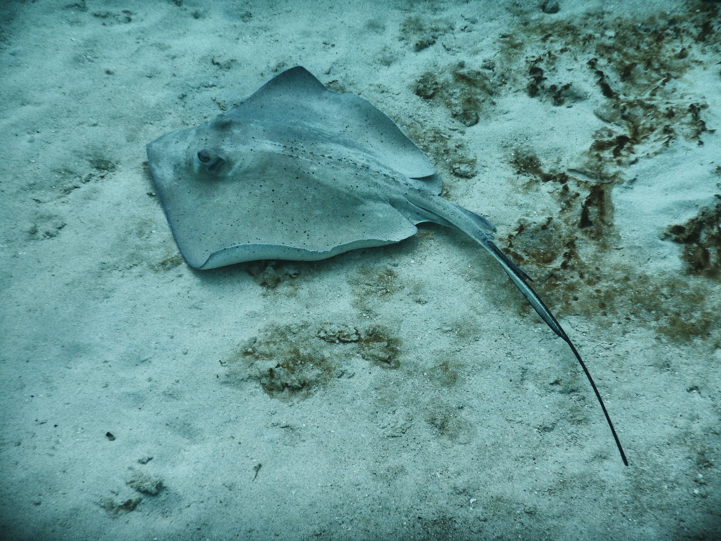 Razza - St. John's - u.s. Virgin Islands