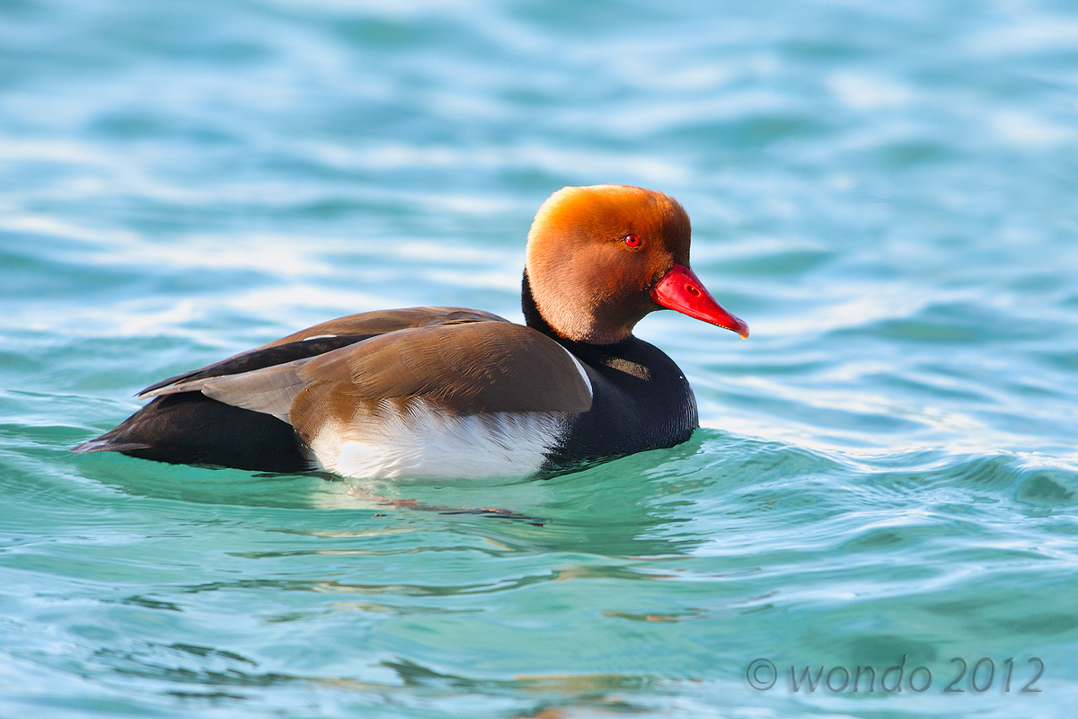 Netta rufina (Pochard Turkish) 2