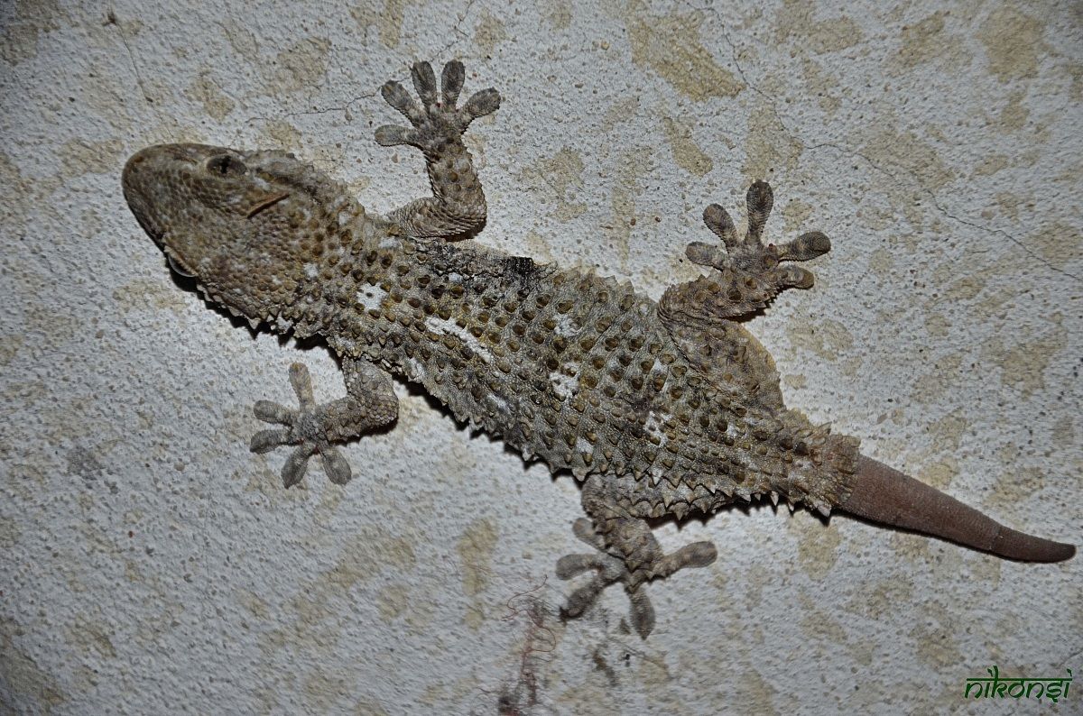 Gecko
