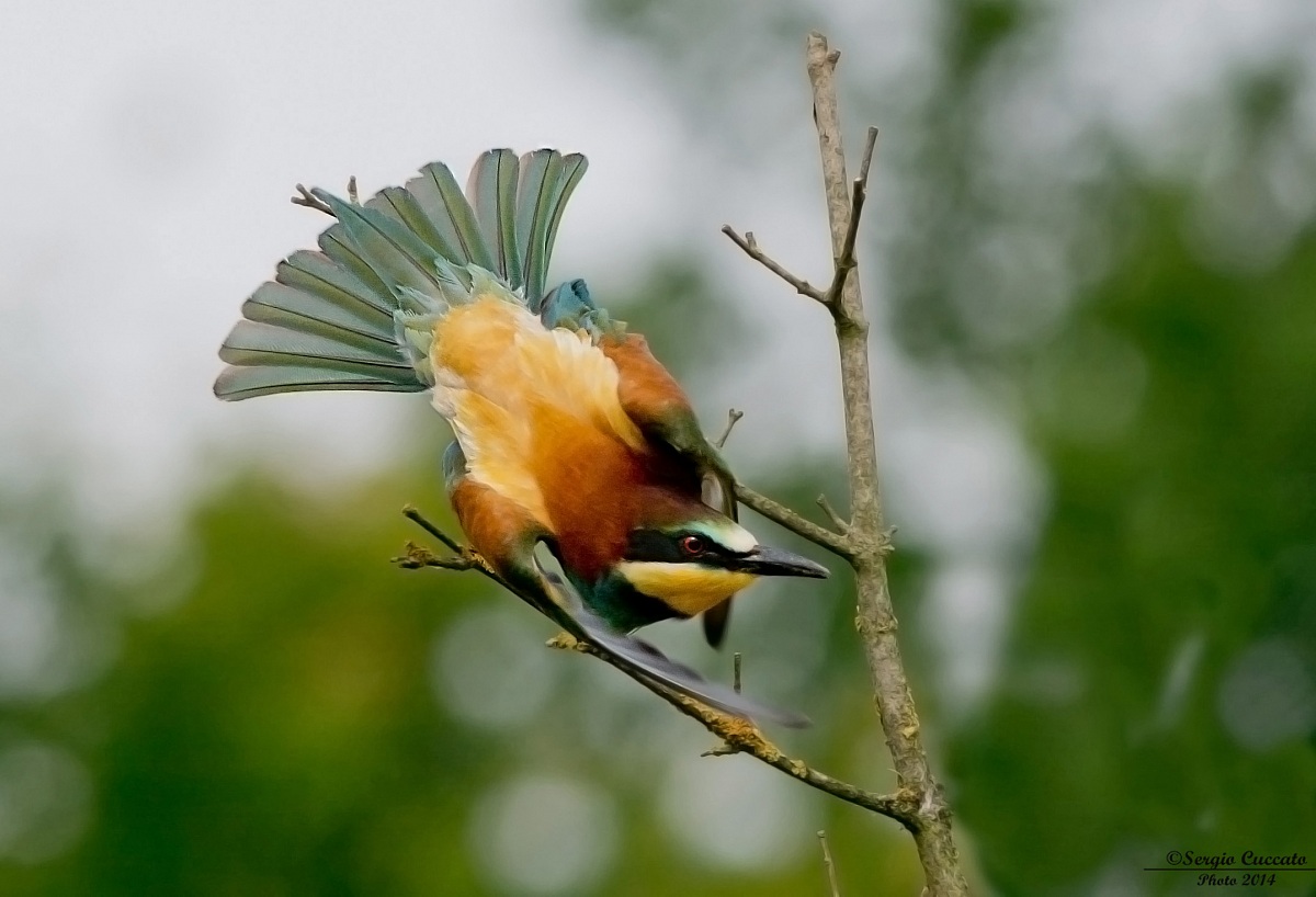 Gruccione in campagna. Specie: Merops apiaster