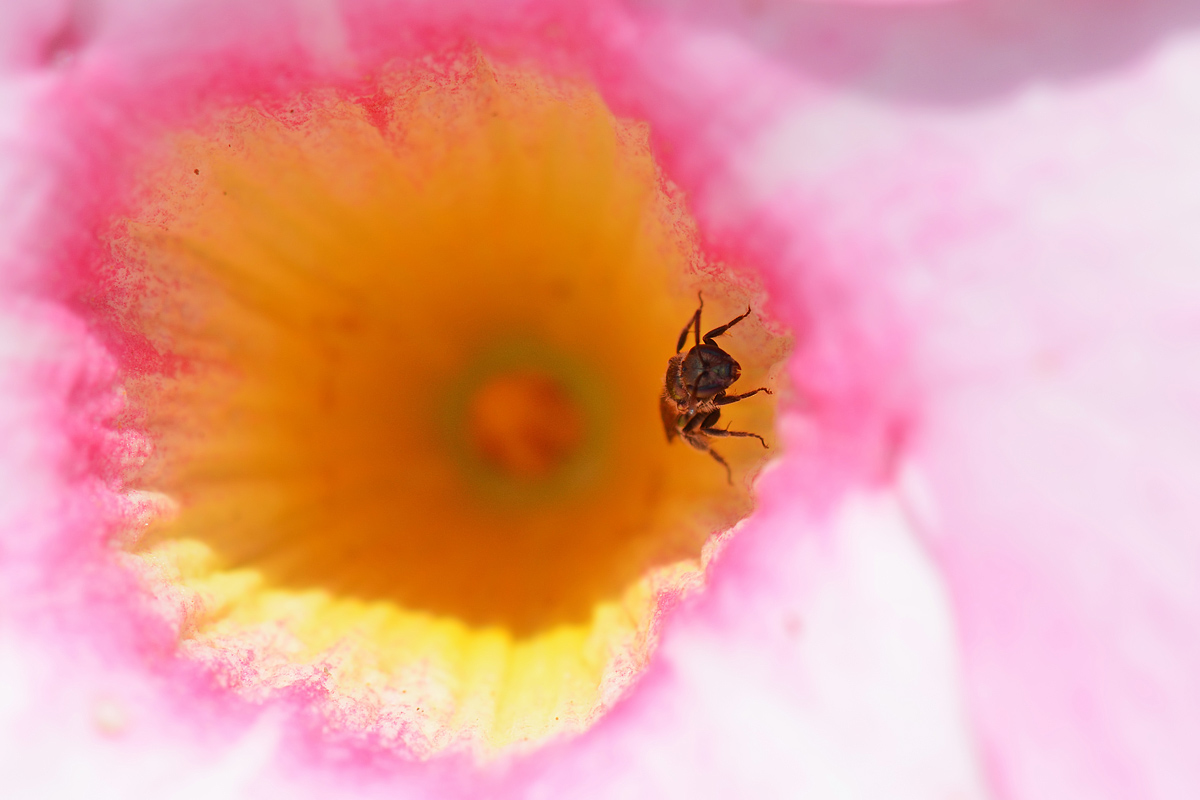 Fuori dall'abisso di colori
