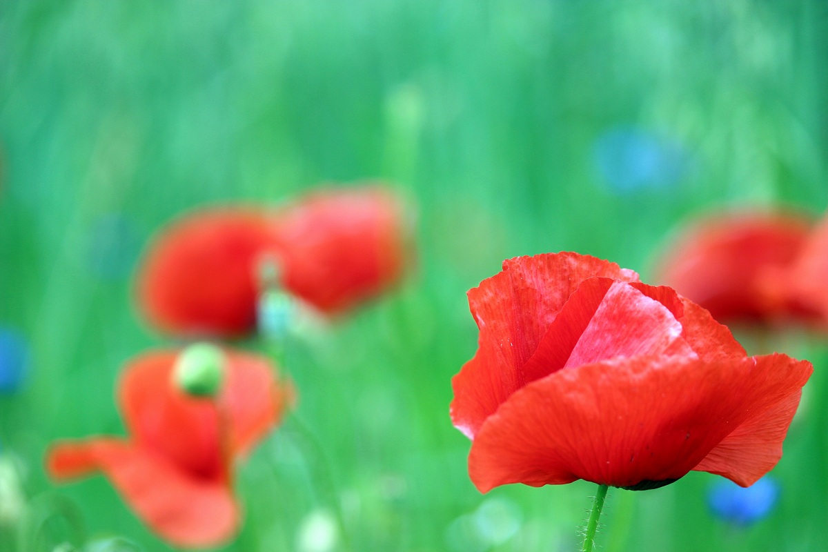 Poppies
