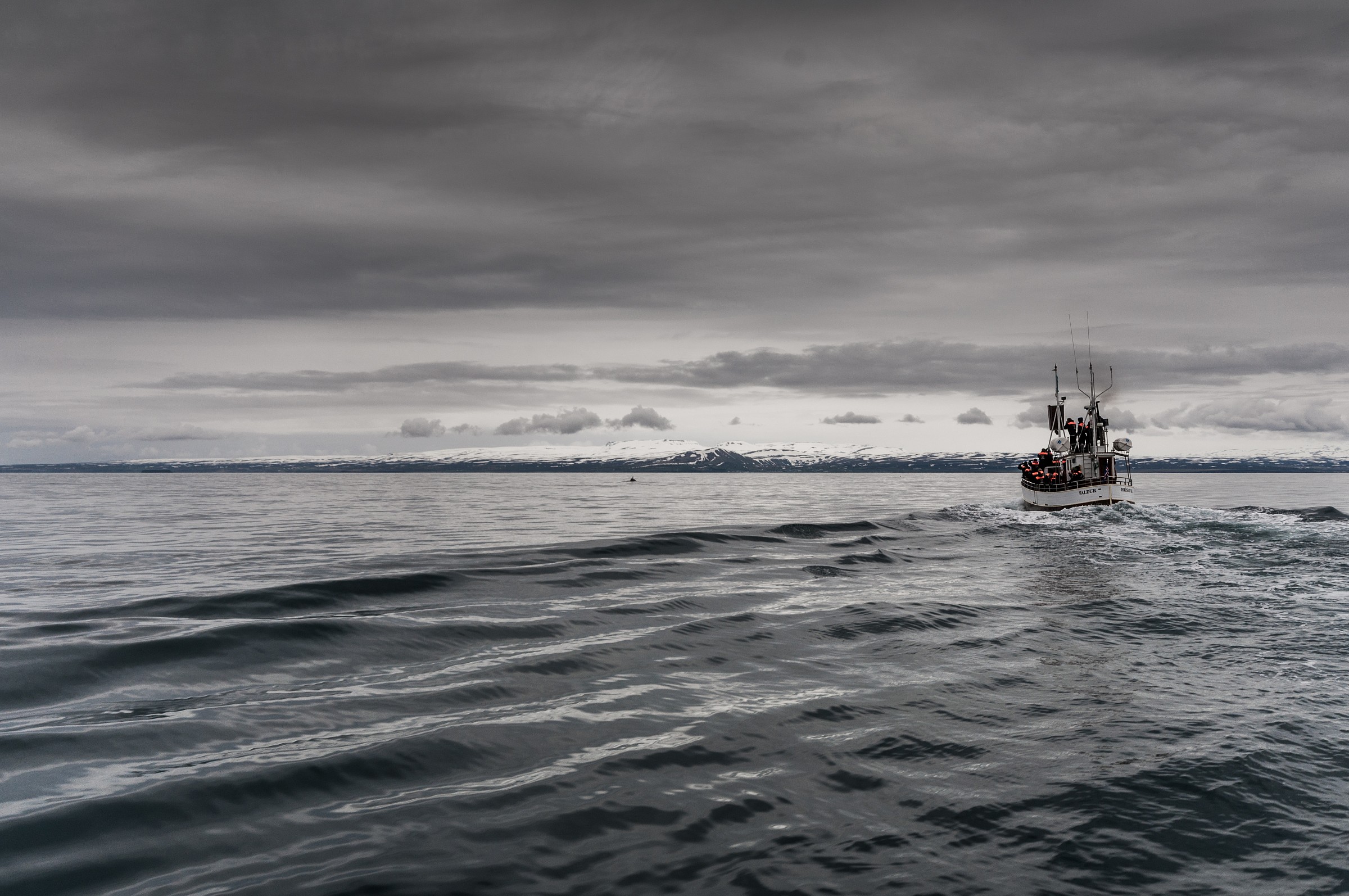 inseguendo le balene a Husavik
