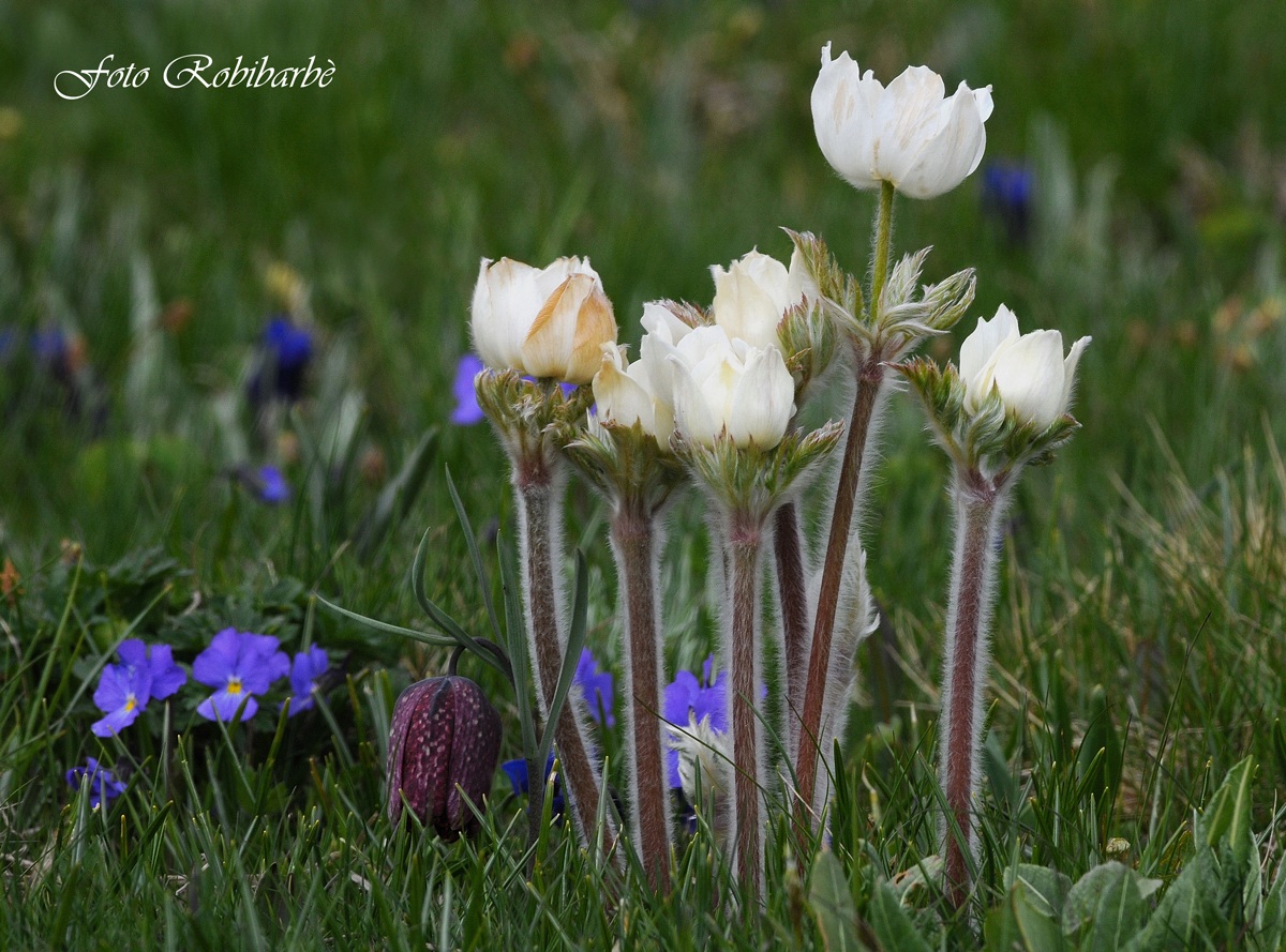 Primavera in alta quota....