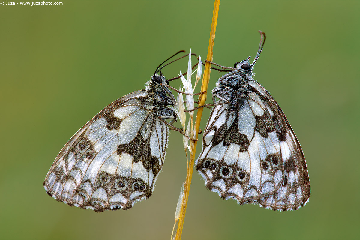 Melanargia galathea, 010149