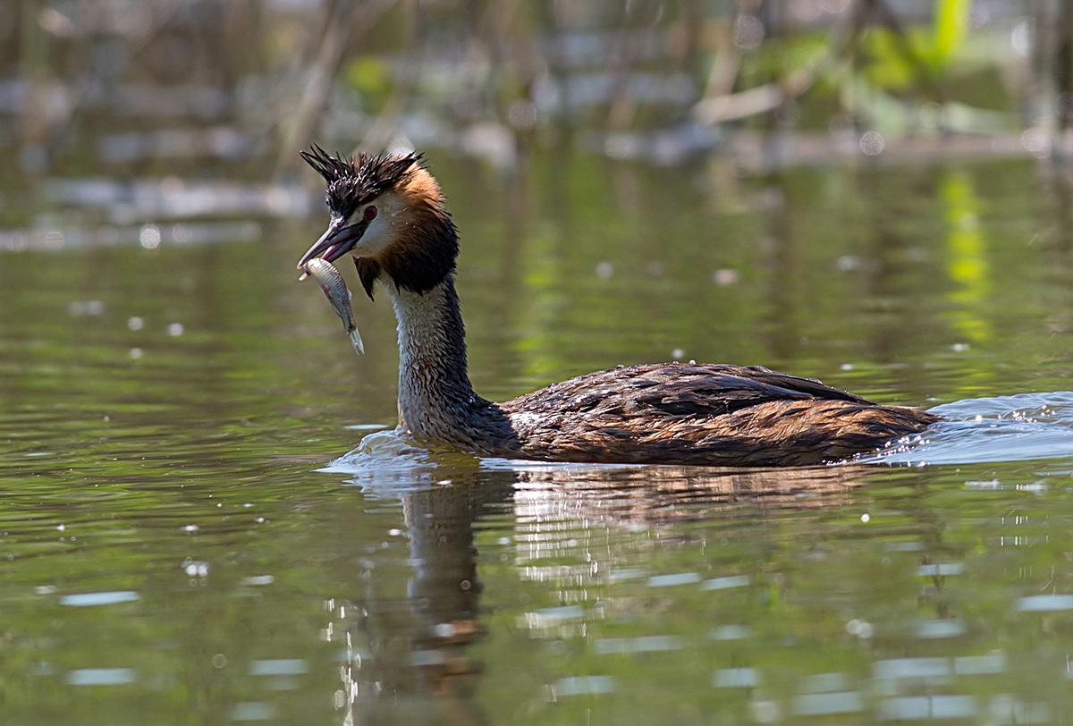 Grebe backlit