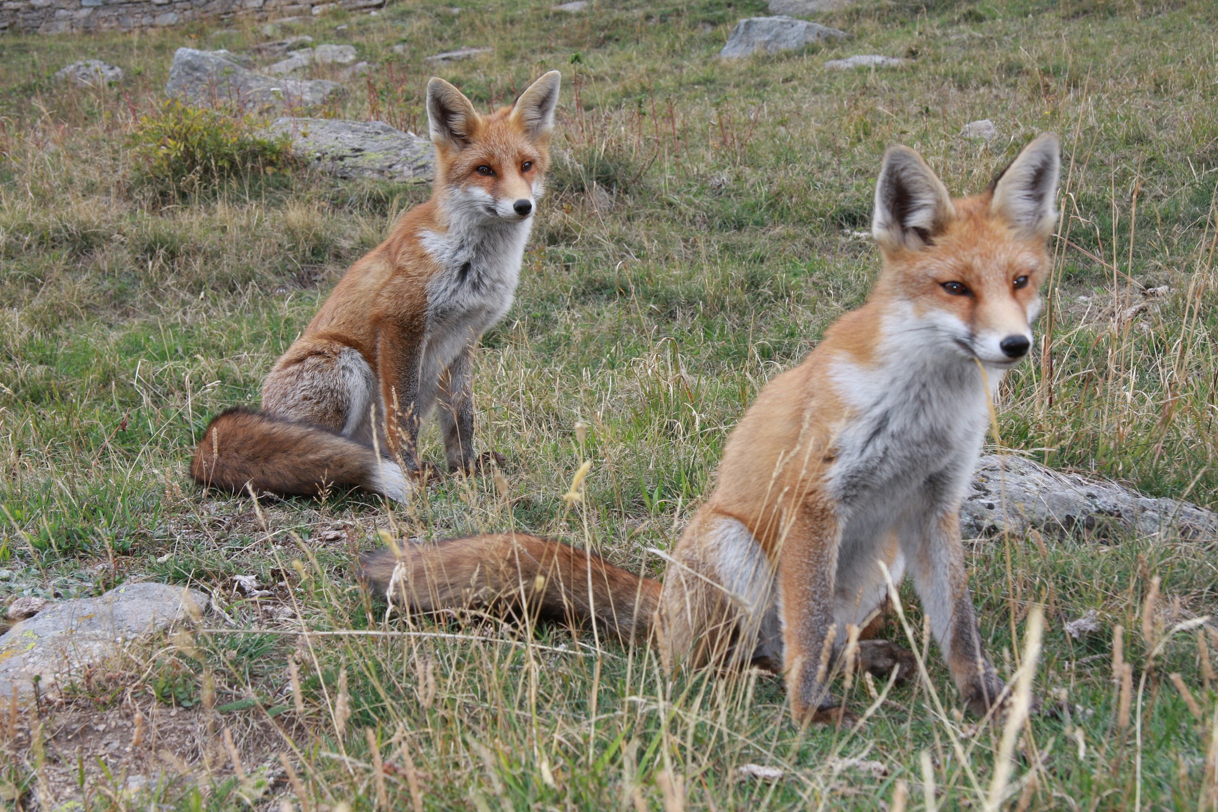 Foxes
