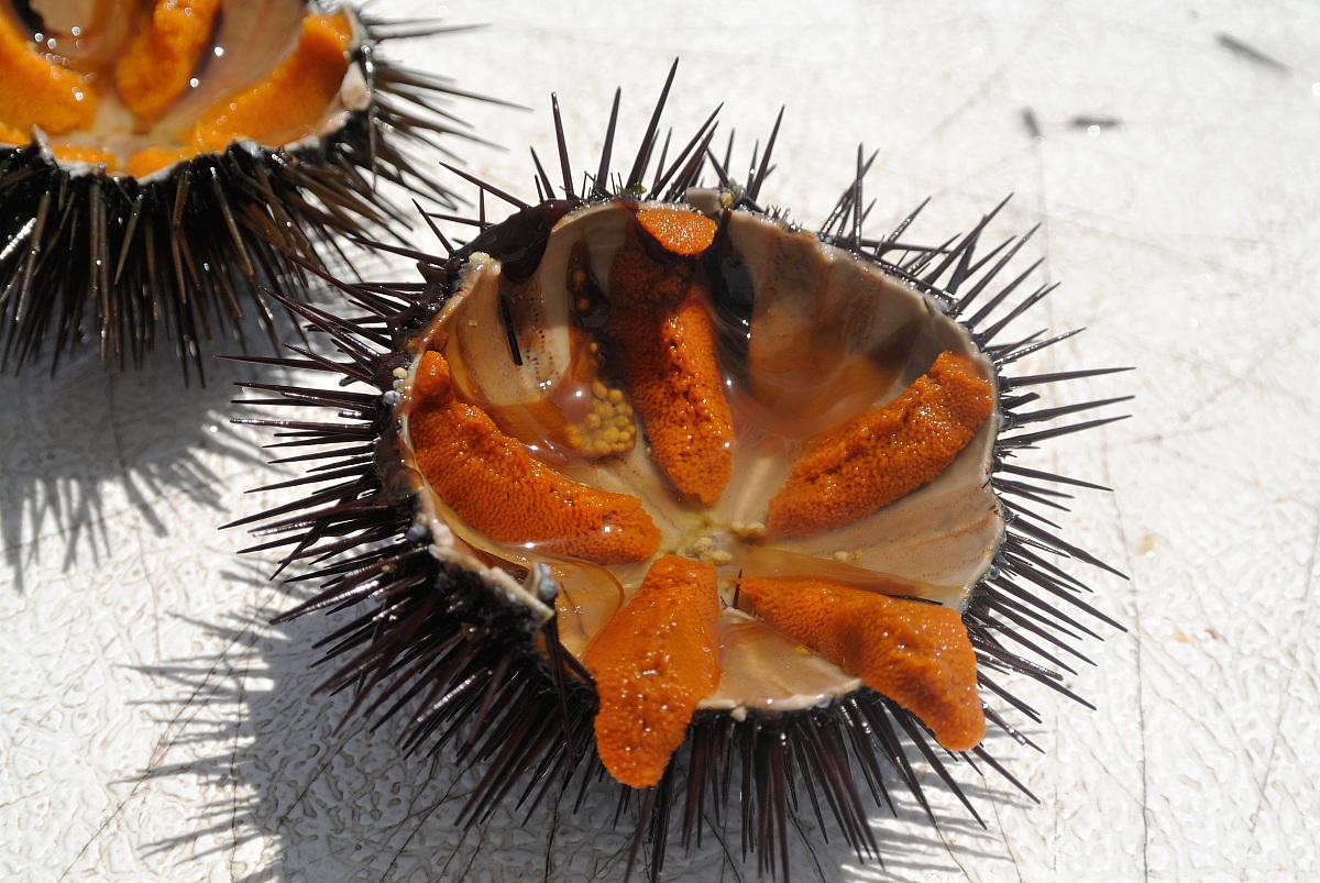 Sea urchins