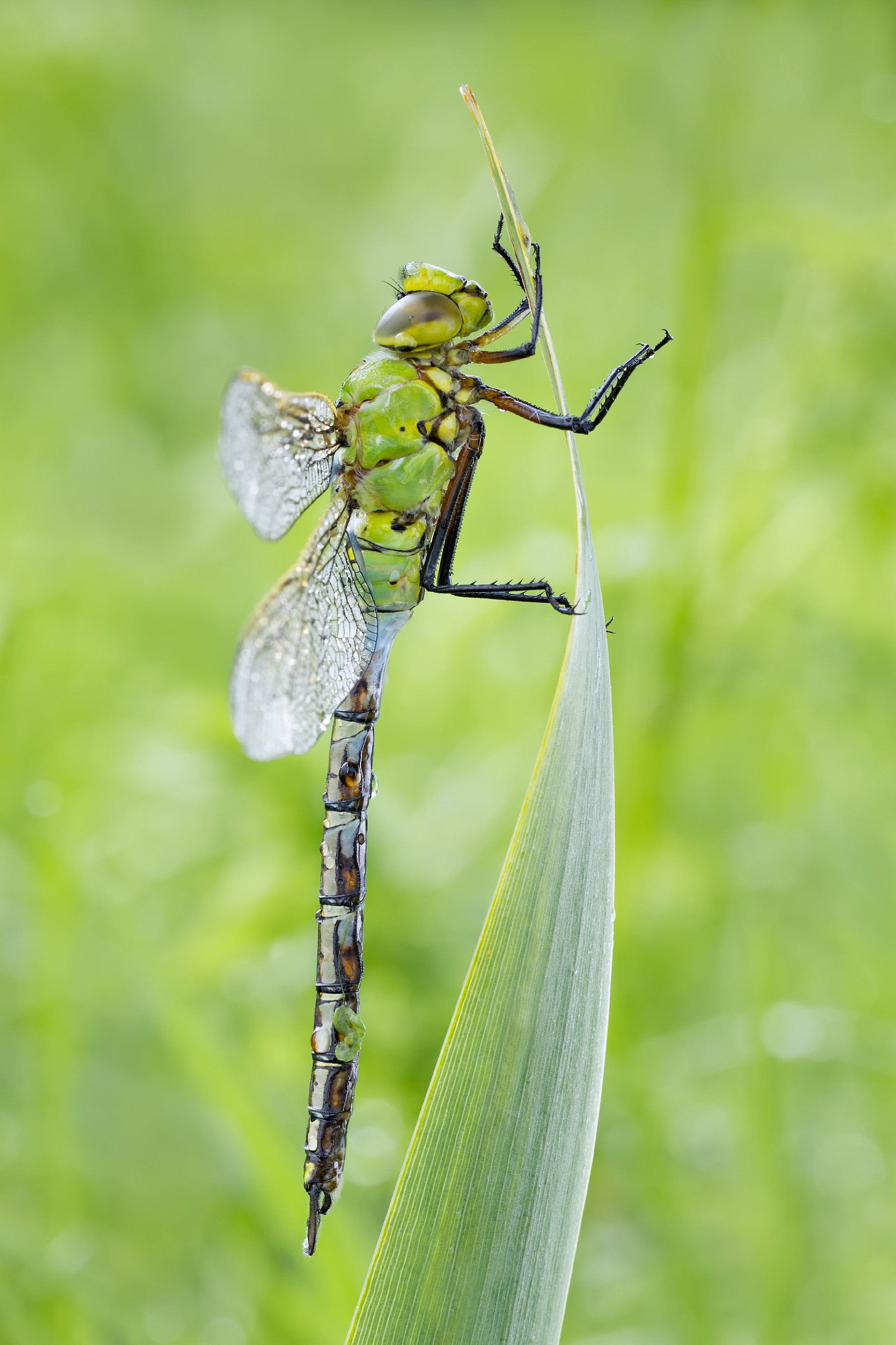 Anax Imperator ( Husarz wladca )