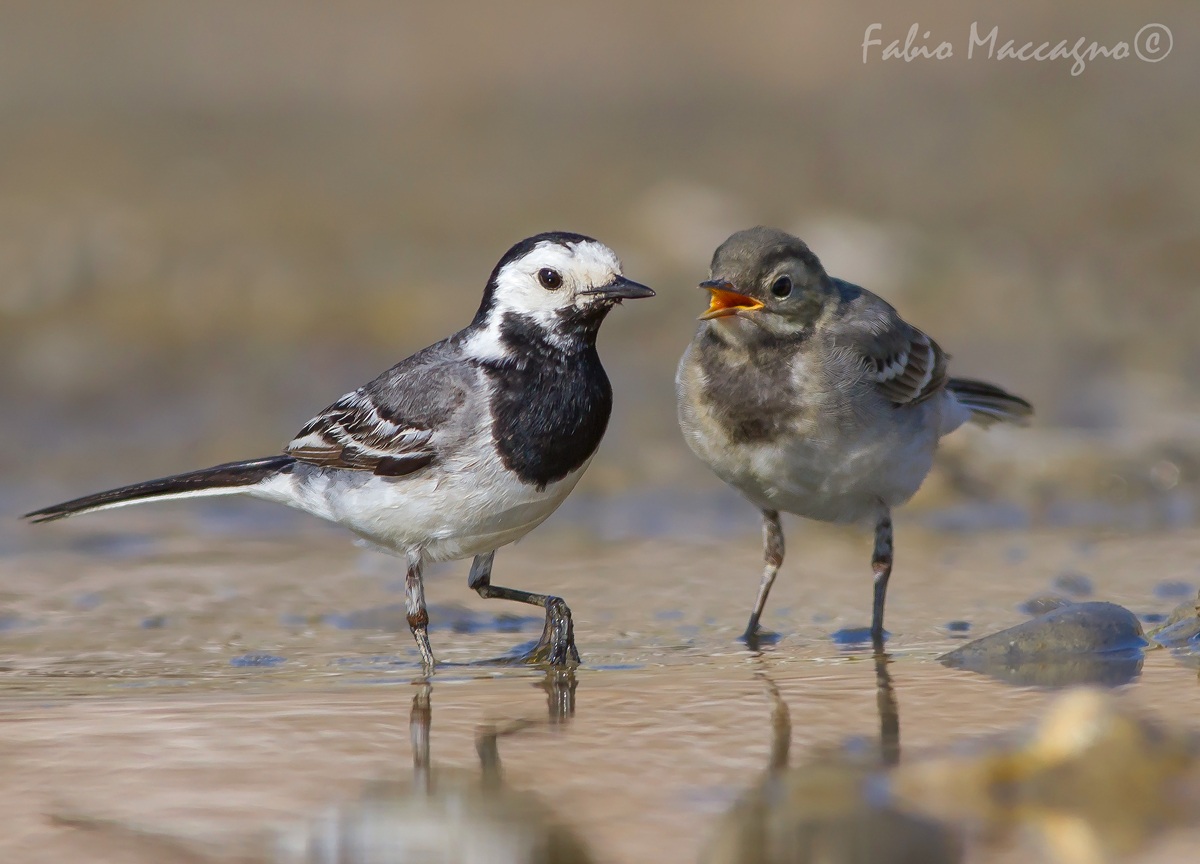 Aspettando l'imbeccata