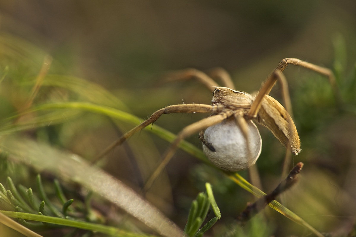 Pisaura mirabilis con sacco ovigero