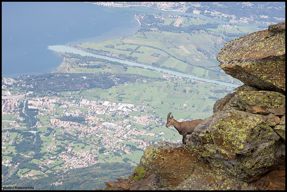 Ibex on Legnone