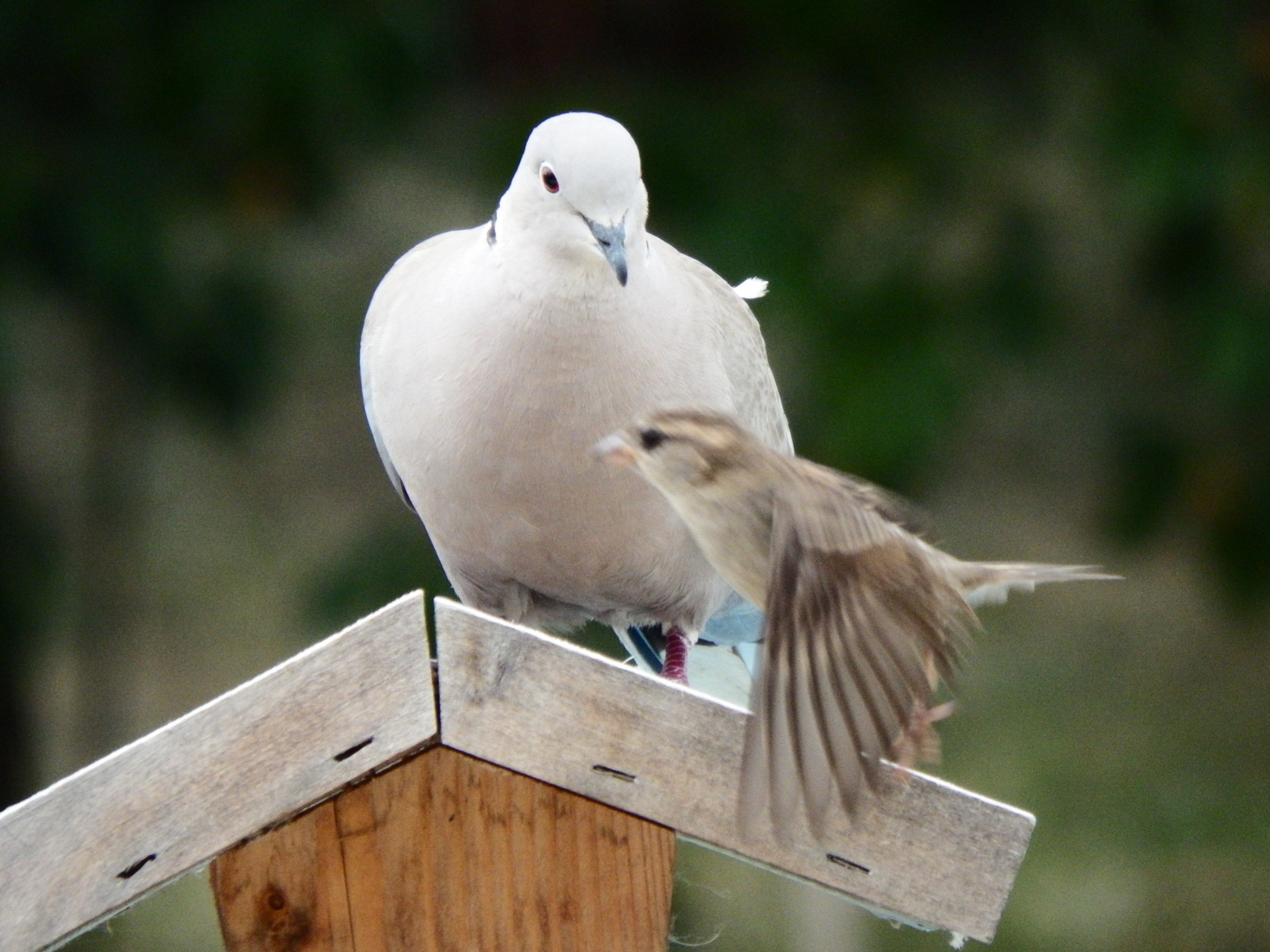 Streptopelia observs the flying-by sparrow